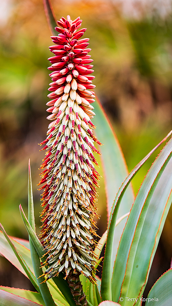 Berkeley Botanical Garden   