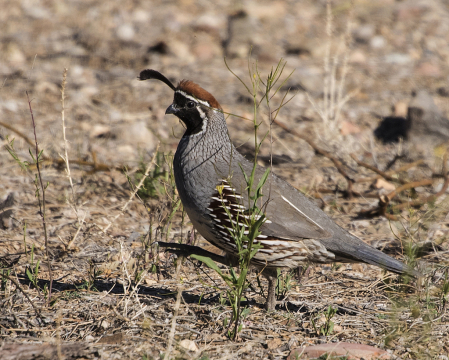 Gambel's Quail exploring the desert.