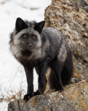 Silver Fox