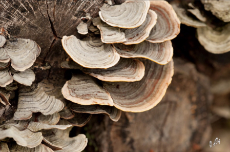 Turkey Tail Fungus