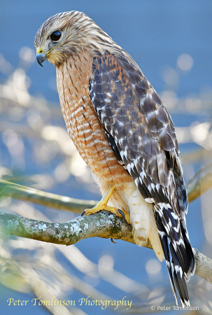 Red Shouldered Hawk 5, Charlotte, NC