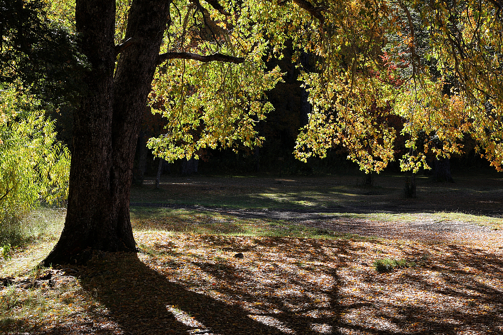 Backlit Patagonian oak