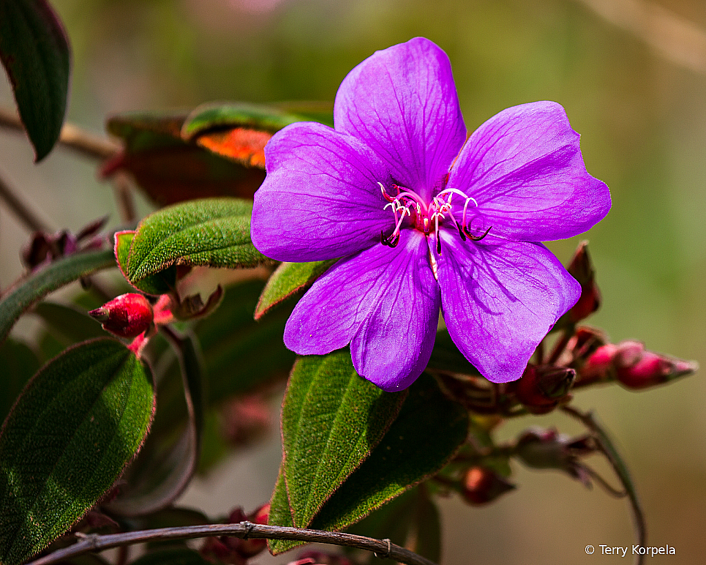 Berkeley Botanical Garden   