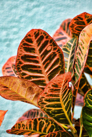 MULTI COLOR LEAVES