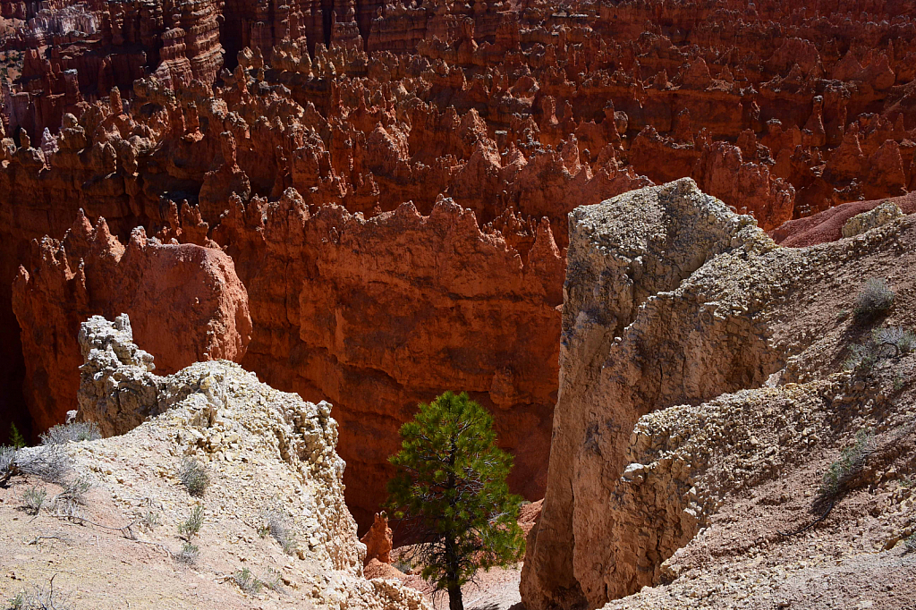 Lone Tree at Bryce Canyon