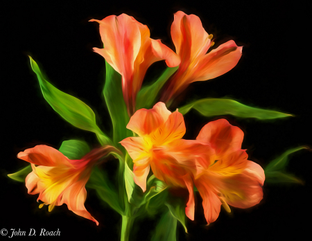 Peruvian Lilies