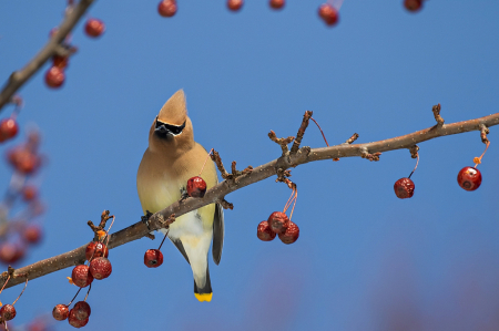 Waxwing in the Crabapple Tree