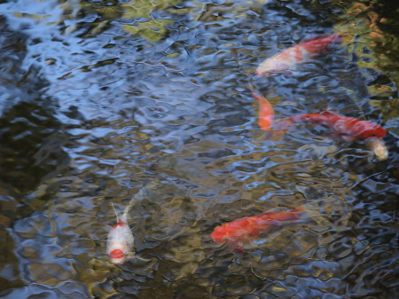 The impressionist pond