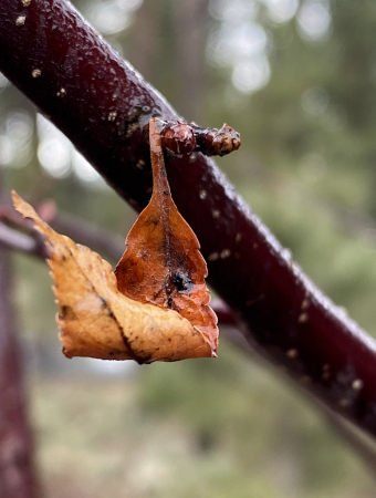 Lonely Leaf