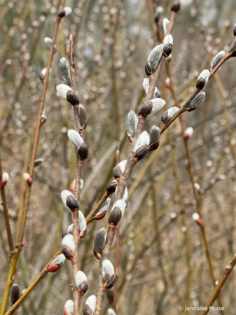 Pussy willows awaken