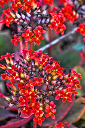 LITTLE RED FLOWERS II