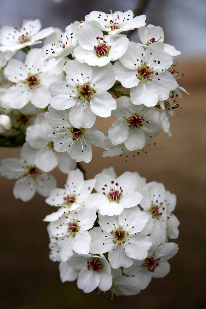 Pear Blossoms