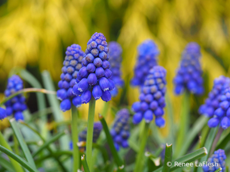 purple and yellows