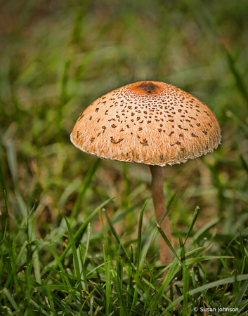 Mushroom Picking