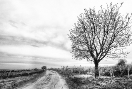 Single Tree Beside the Road