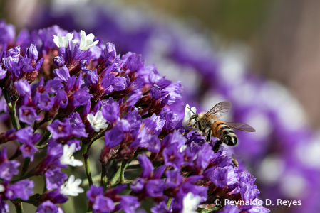 Spring has Sprung ( mini assignment )