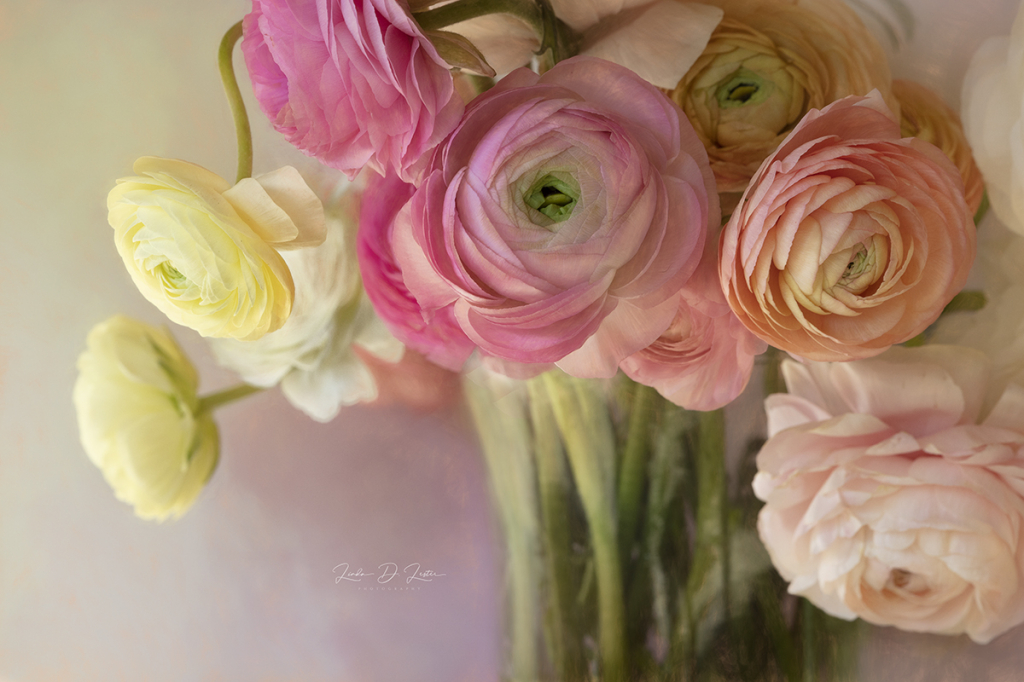 Vase of Ranunculus