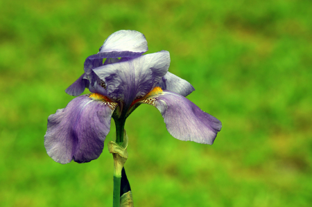 Spring Bloom