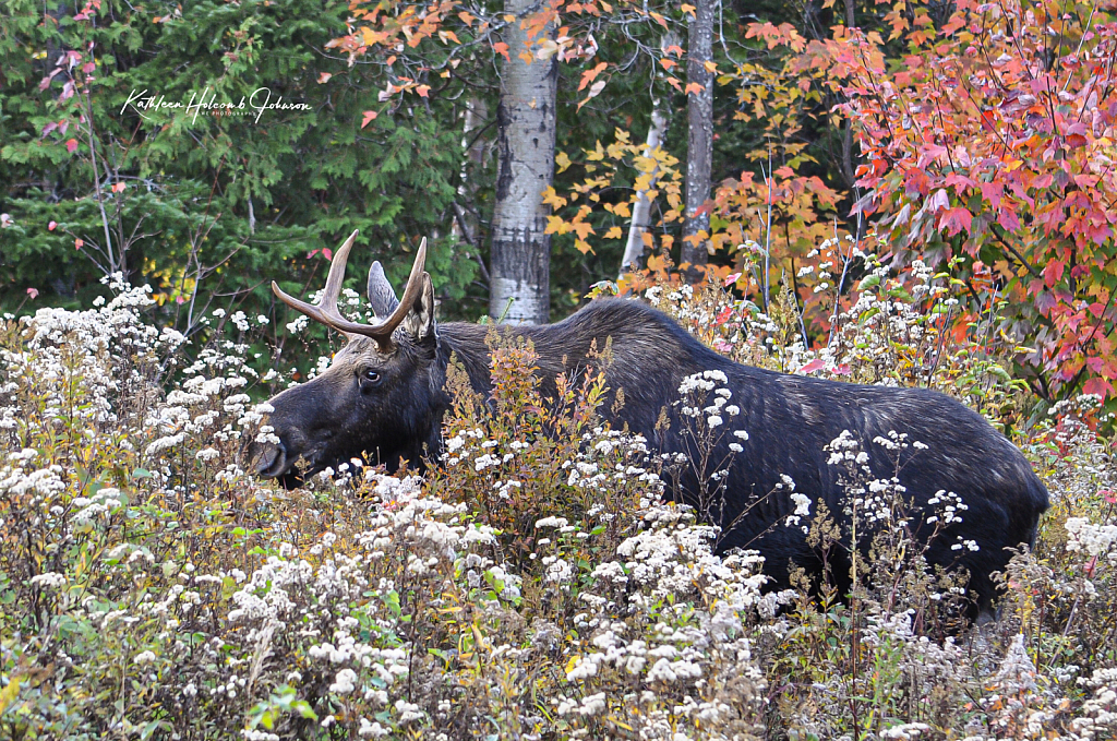 Our Maine Backyard!