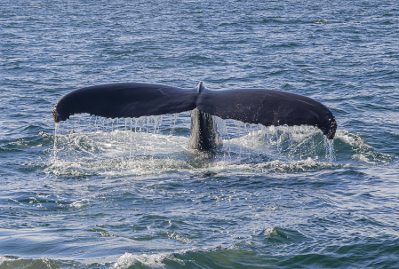 Whale Tail