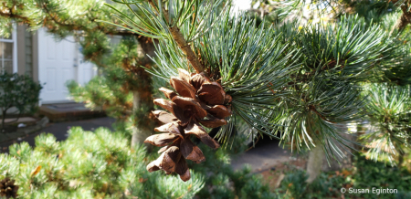 Pinecone 