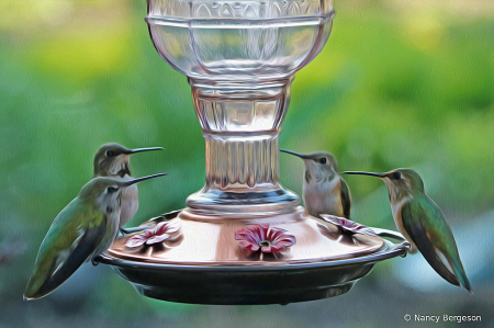 Hummingbirds