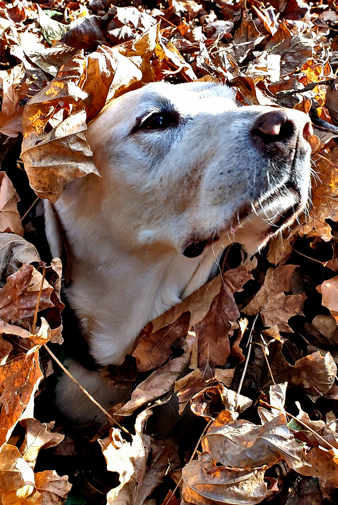 Miss May Rising from Autumn