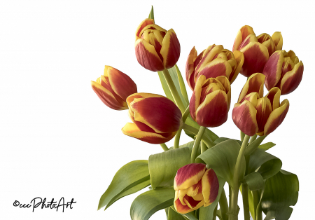 Gold Tip Tulips