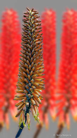 Berkeley Botanical Garden