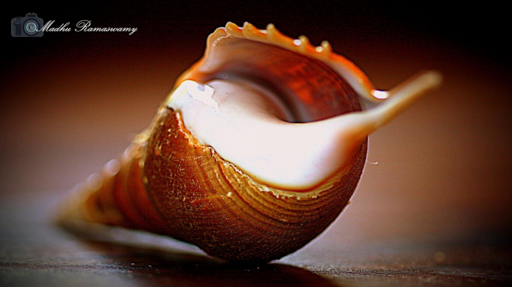 Shell...