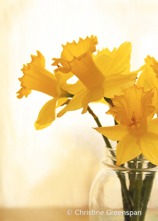 Daffodils By The Window
