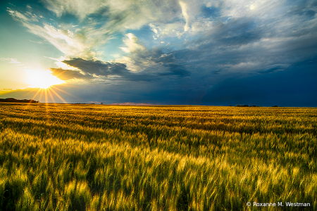 Last glimpse of sun over the wheatfield