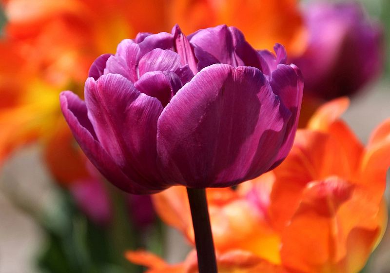 Purple Tulip With Fiery Backup