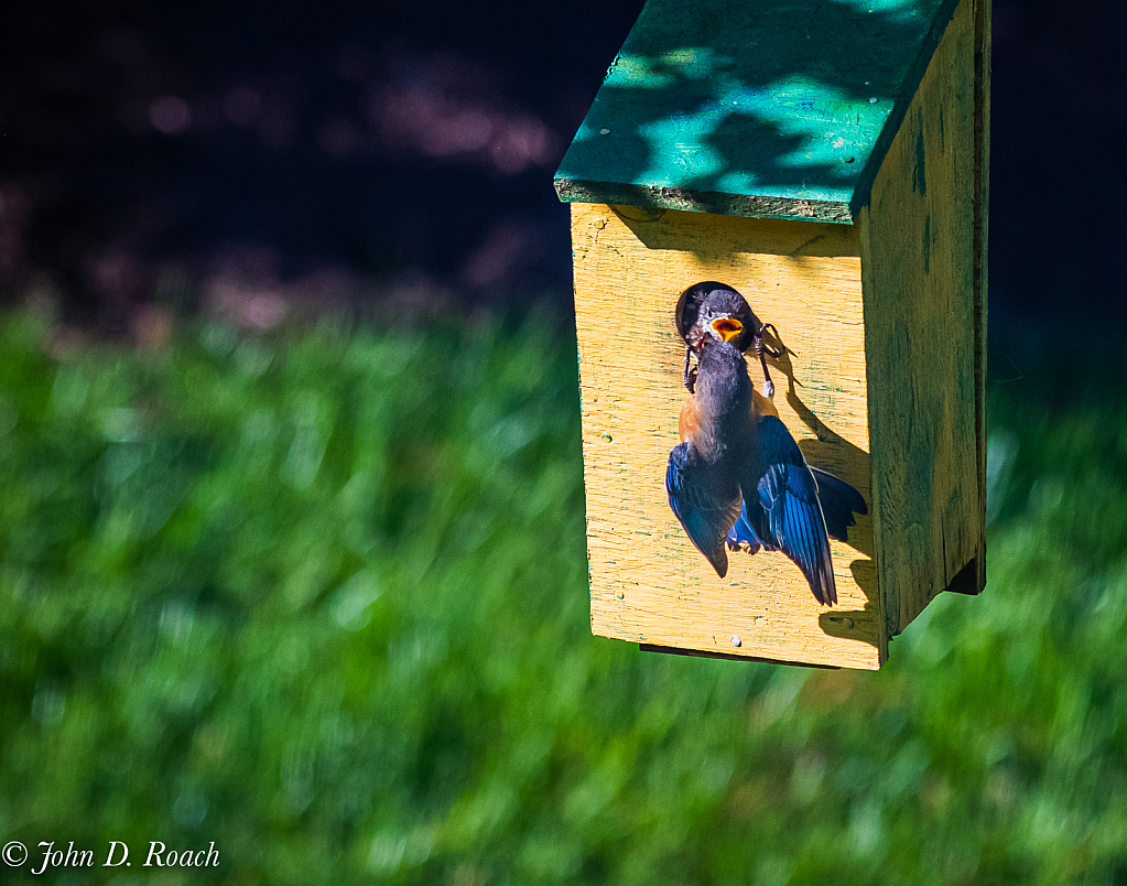 Feeding Time