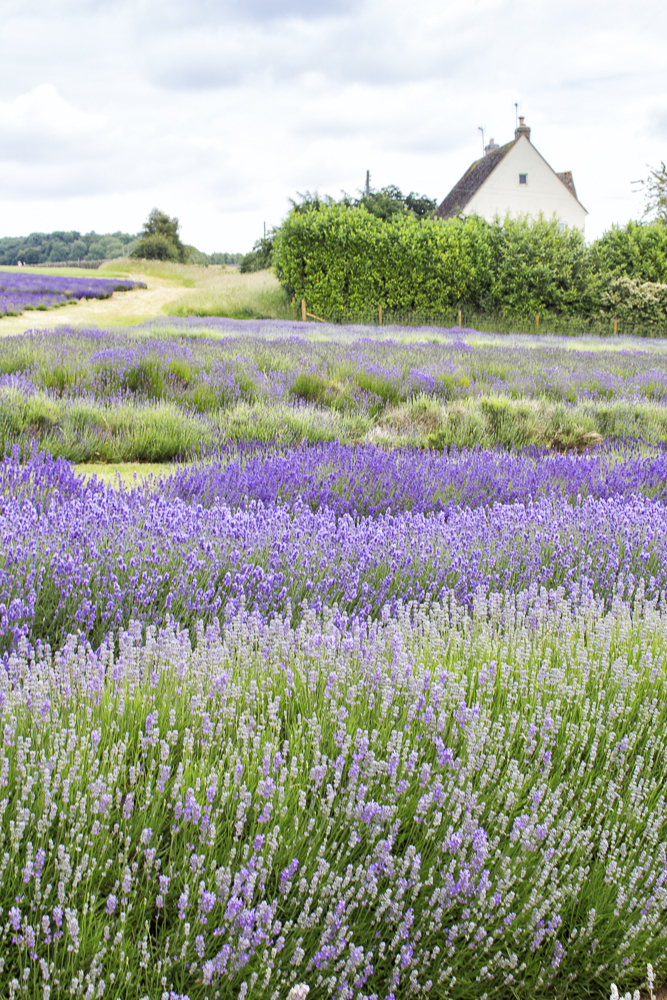 Lavender Farm