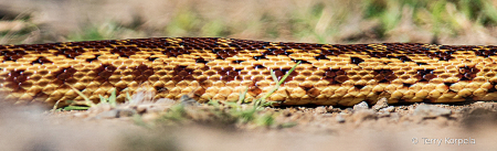 Garter Snake