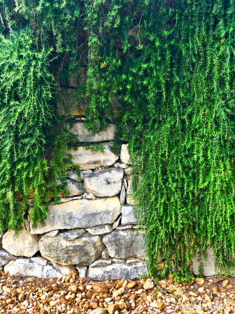 The Garden Wall