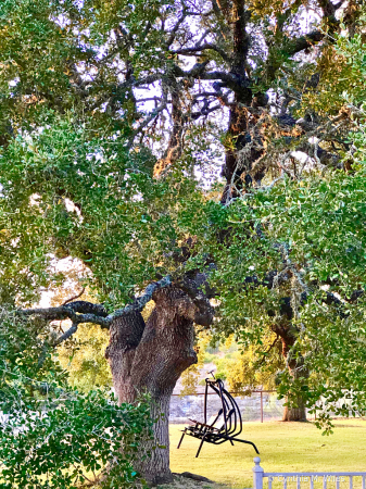 Backyard Swing