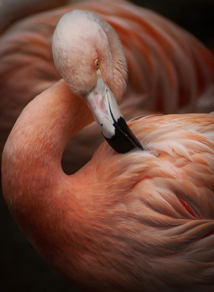 Preening Time