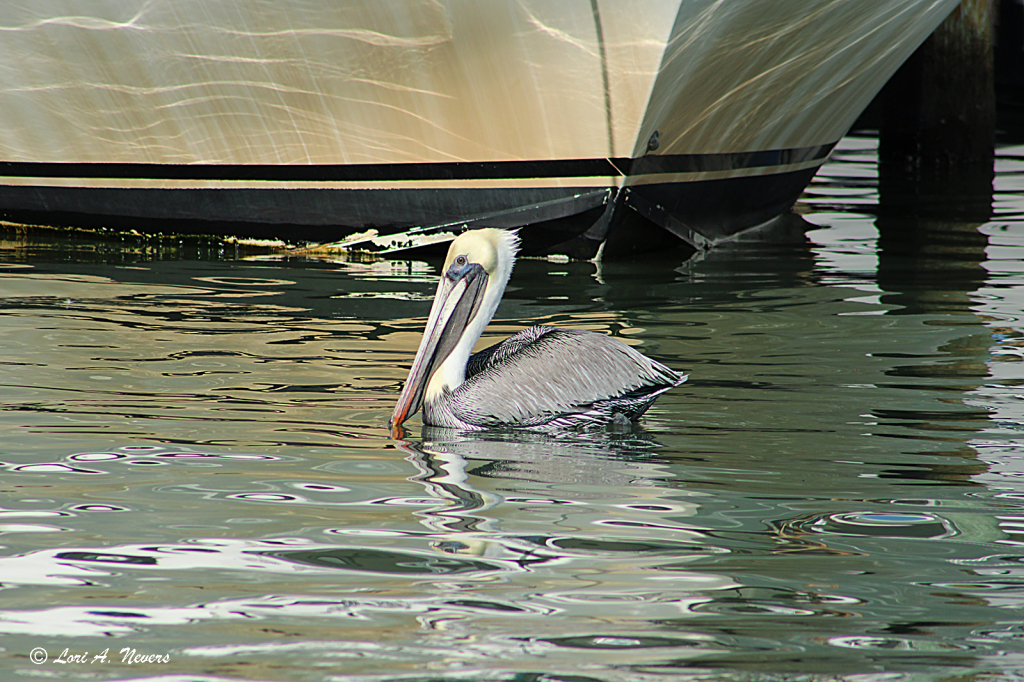 Pelican at the Boat Docks