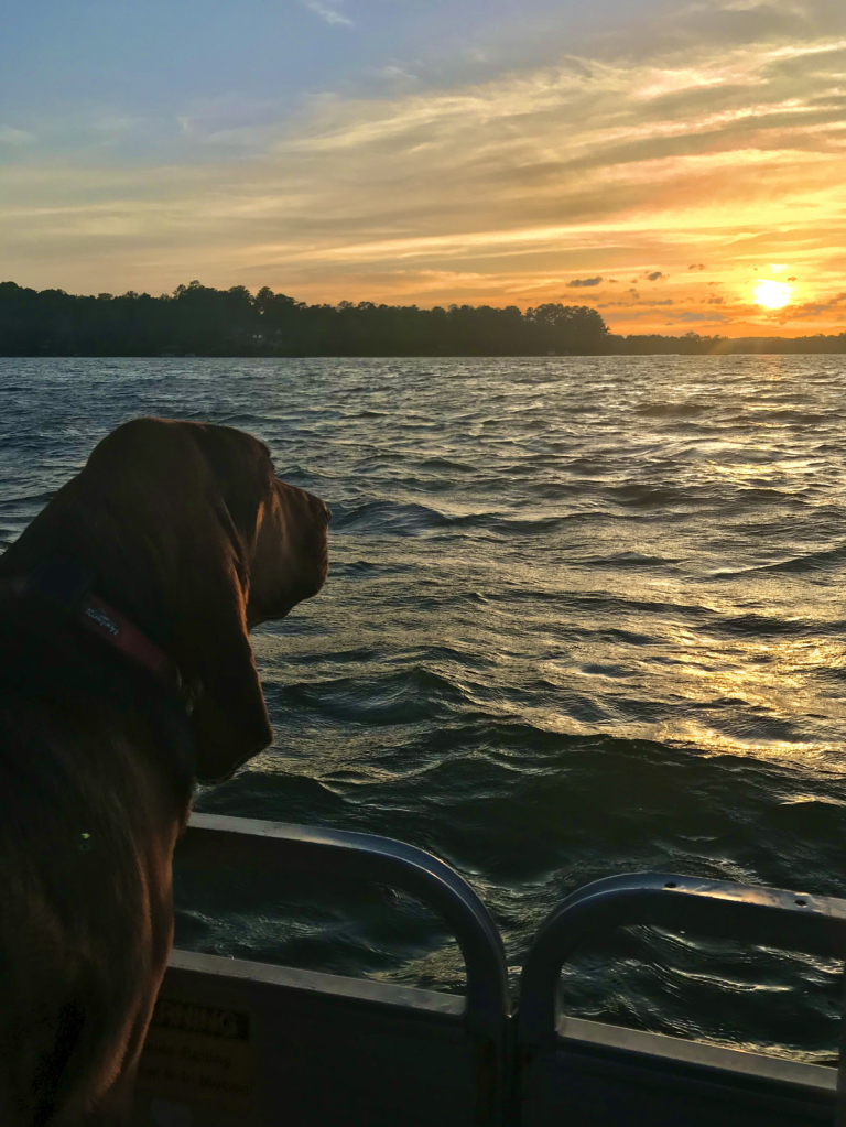 Lulu admiring the sunset 