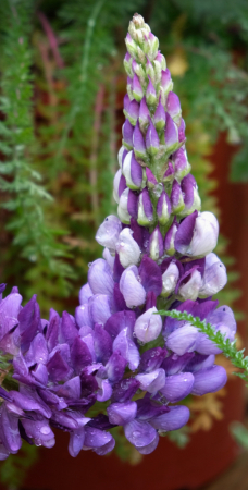 Lupine