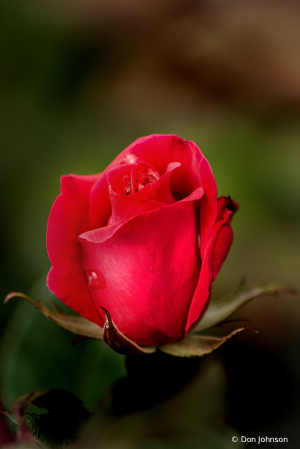 Lovely Red Rose 4-25-20 212