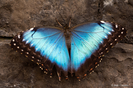 Blue Morpho