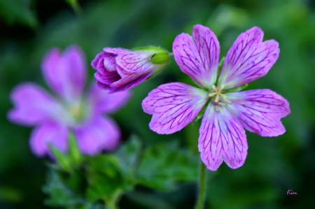 New Blooms in the Garden