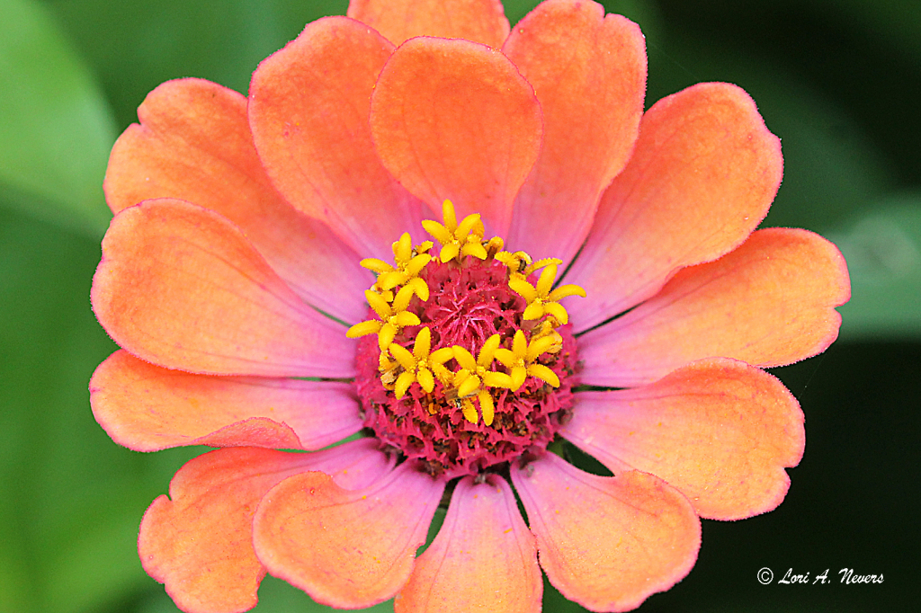 Zinnia 27