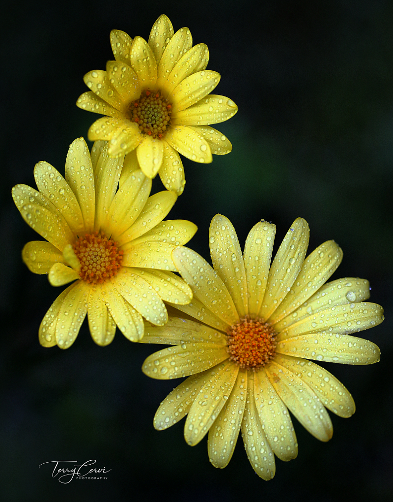 Yellow Trio