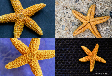 Tiny Starfish Montage