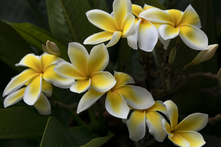 Plumeria