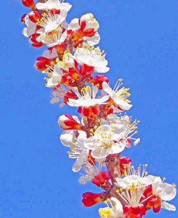 A bloomed twig.